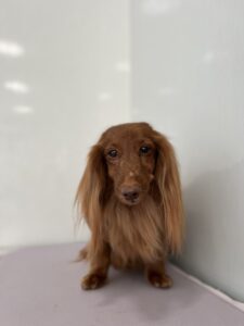 和ノ助(わのすけ)くんのトリミング写真