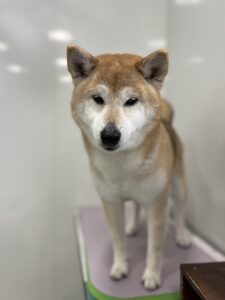 小太郎(こたろう)くんのトリミング写真