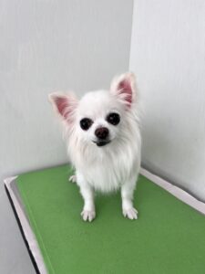 福(ふく)ちゃんのトリミング写真