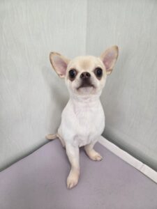 陽(はる)くんのトリミング写真