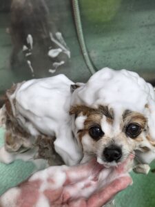 まるくんのトリミング写真