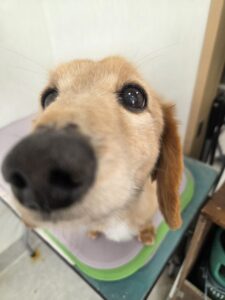 マロンくんのトリミング写真