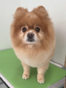 つばさくんのトリミング写真