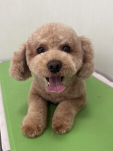 ルルくんのトリミング写真