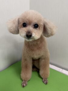 ティアラちゃんのトリミング写真