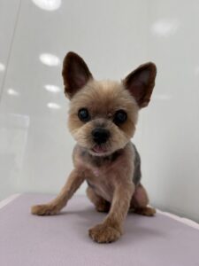 3月3日のわんこたちの写真