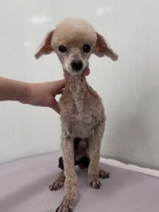 くるみくんのトリミング写真