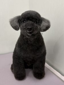 レオくんのトリミング写真