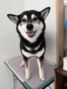 プーちゃんのトリミング写真