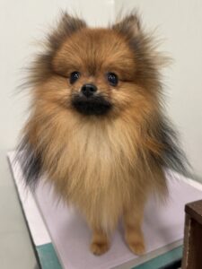 ある太くんのトリミング写真