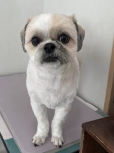 海(かい)くんのトリミング写真