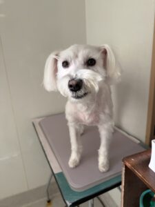 あいちゃんのトリミング写真