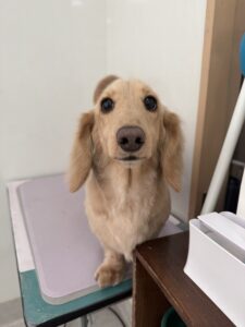 メイくんのトリミング写真