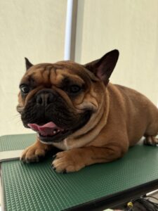 キングくんのトリミング写真