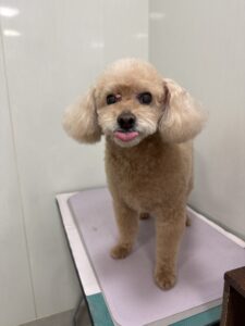 モカちゃんのトリミング写真