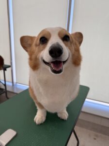 3月14日のわんこたちの写真