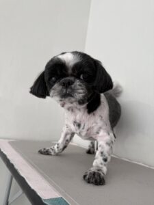 むくくんのトリミング写真