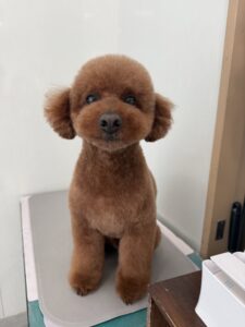 3月15日のわんこたちの写真