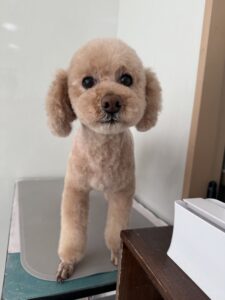 パルムくんのトリミング写真