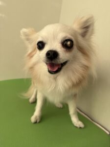 cinnamon(しなもん)ちゃんのトリミング写真