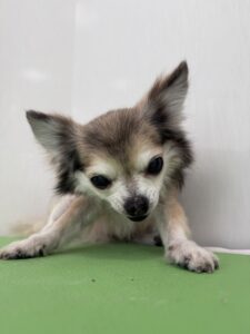 cocoa(ここあ)ちゃんのトリミング写真