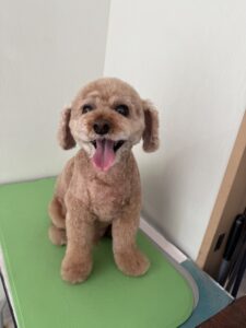 ケリーくんのトリミング写真