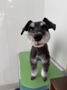 3月17日のわんこたちの写真