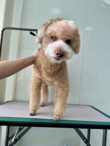 くりおくんのトリミング写真