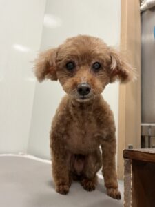 リヨンくんのトリミング写真