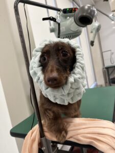 モンブランくんのトリミング写真