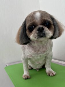 3月4日のわんこたちの写真