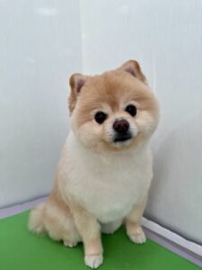 そらくんのトリミング写真