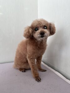 ちゅらちゃんのトリミング写真