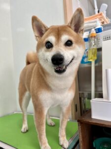 リクくんのトリミング写真