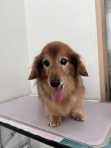 チョコくんのトリミング写真