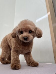 空音（くおん）ちゃんのトリミング写真