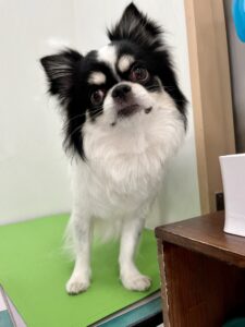 3月10日のわんこたちの写真