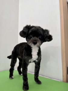 ぷぅちゃんのトリミング写真