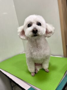 くららちゃんのトリミング写真