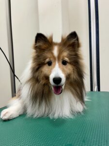 ヒカちゃんのトリミング写真