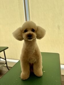 3月11日のわんこたちの写真