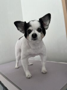 鈴(すず)ちゃんのトリミング写真