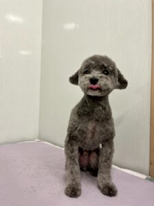 メイくんのトリミング写真