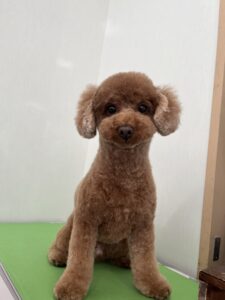 3月13日のわんこたちの写真