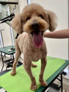 コロくんのトリミング写真