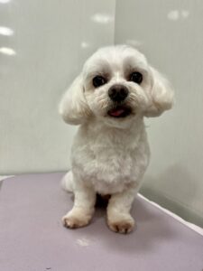 ハルくんのトリミング写真