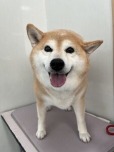 むぎちゃんのトリミング写真