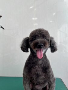 コタローくんのトリミング写真