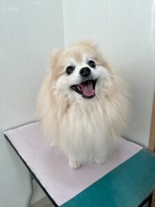 麦(むぎ)ちゃんのトリミング写真