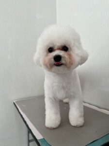 マメちゃんのトリミング写真